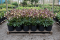 20 hellebore one-gallon plants on pallet with nodding buds