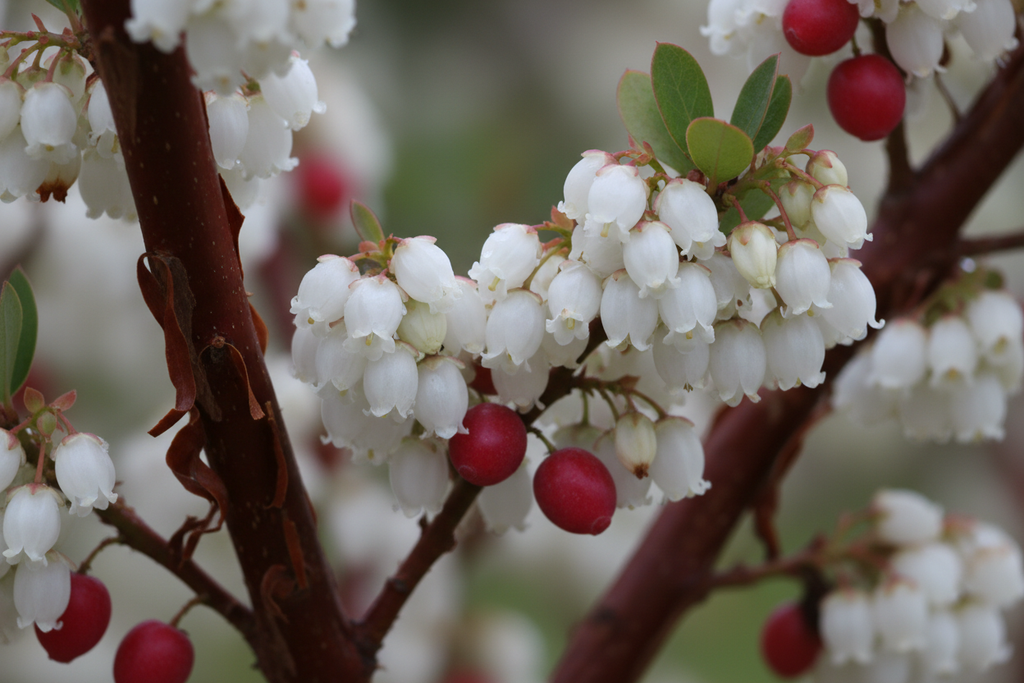 Dr. Hurd Manzanita white flower clusters and red berries