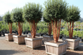 6 Manzanita 24-inch box trees with cinnamon bark and urn shapes