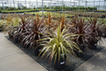 15 phormium five-gallon plants with arching sword leaves in color varieties