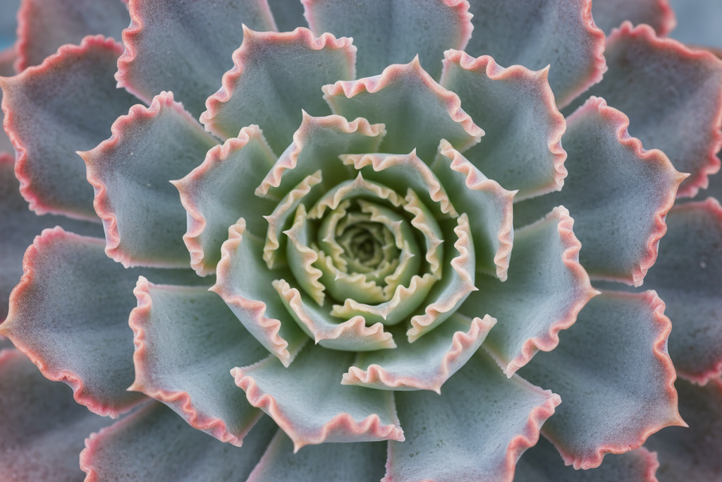 Echeveria tight rosette with blue-pink ruffled edges