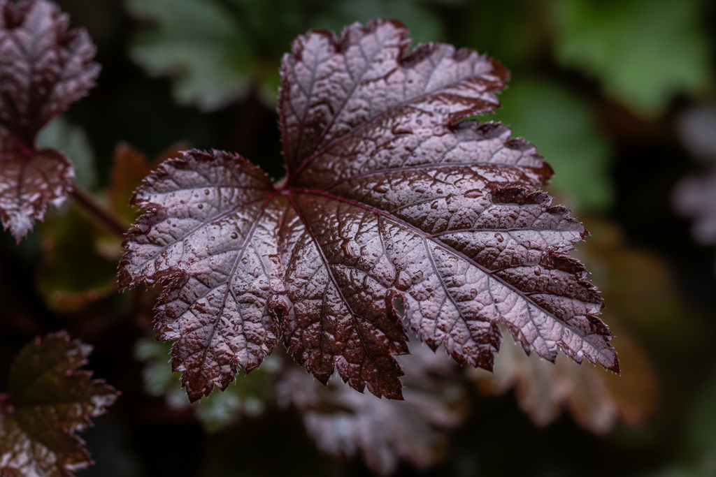 Palace Purple heuchera leaf showing veined glossy texture