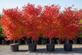 5 Japanese maple fifteen-gallon trees with vibrant fall red and coral bark