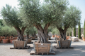 3 fruitless Olive 36-inch box trees with gnarled trunks and silver foliage