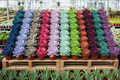 50 succulent four-inch plants with rainbow rosettes stacked on pallet