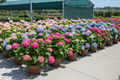 25 hydrangea five-gallon plants with lush pink and blue mophead flowers