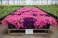 40 petunia quart plants with vibrant bubblegum and purple wave blooms