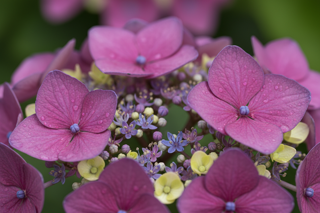 BloomStruck hydrangea mophead flower close-up detail