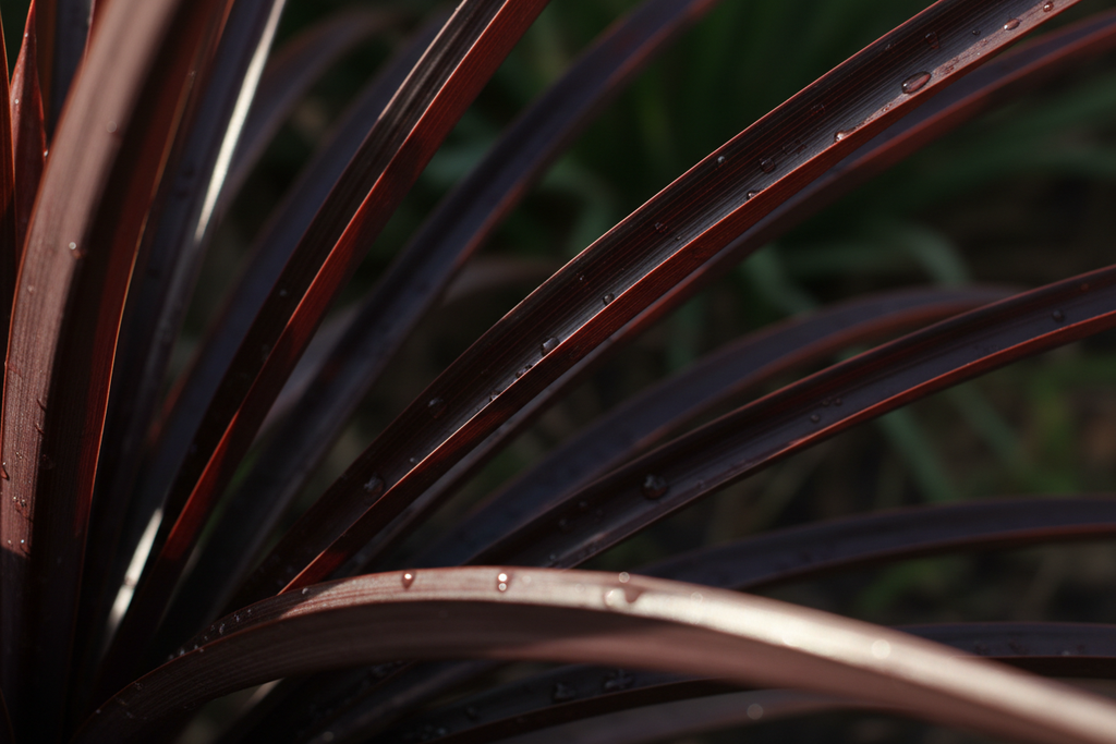 Black Adder phormium burgundy blade close-up texture
