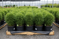 30 bamboo one-gallon plants on pallet with dense green foliage